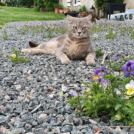 Wisteria House Отель типа 