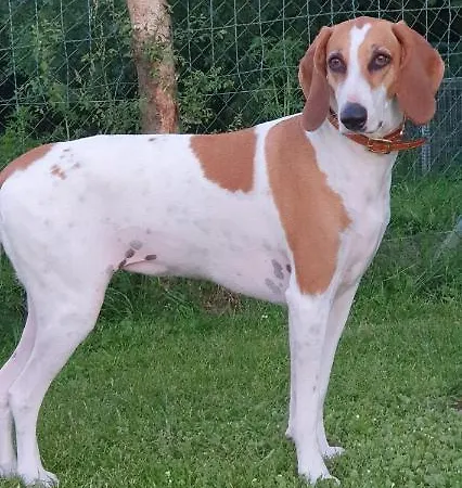 Wisteria House Отель типа 