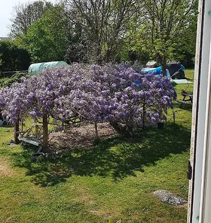 Wisteria House Отель типа 